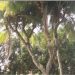 নাটোরে রহস্যঘেরা বিস্ময়কর ১১ মাথাওয়ালা নারকেল গাছ