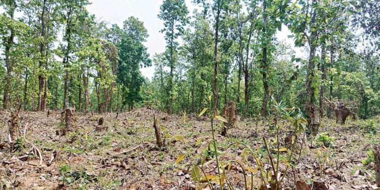 গাজীপুরের ৬০ শতাংশ বন উজাড় ৫০ শতাংশ জলাধার দখল: গবেষণা
