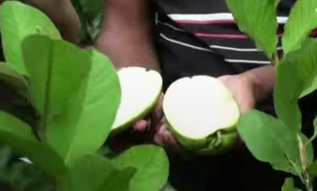 বিচি বিহীন বাণিজ্যিক পেঁয়ারা চাষে সফল হয়েছেন নাটোরের উদ্যোক্তা মাফিজুল