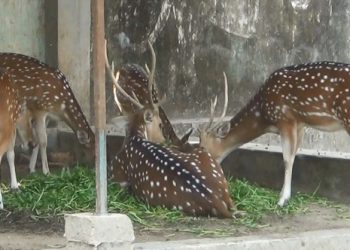 ময়মনসিংহে ১২ বছর অবৈধ মিনি চিড়িয়াখানা ২৩ বন্যপ্রাণী উদ্ধার
